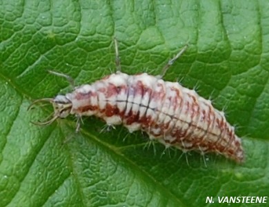 Chrysopidae larve